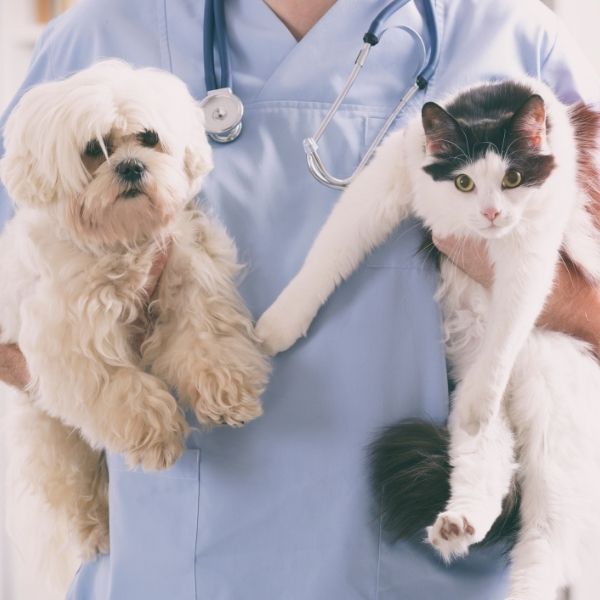 Puppy and Kitten with Vet