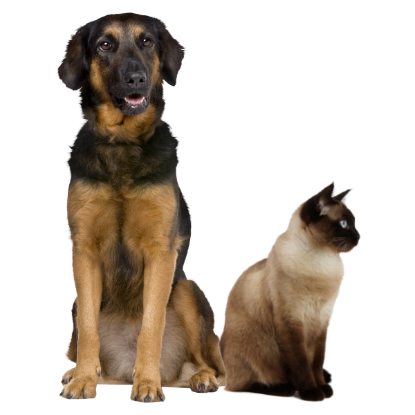Brown Cat and Dog