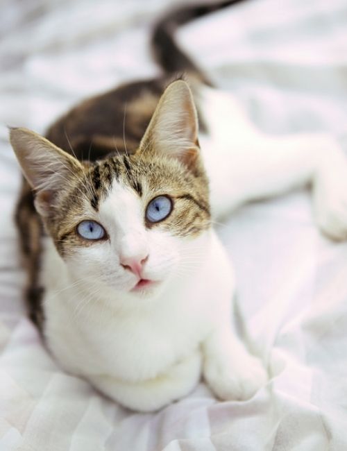 Cat with Blue Eye