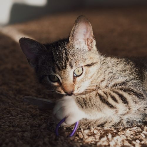 Kitten Playing with purple band