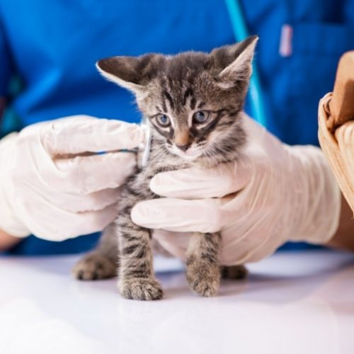 Kitten Vaccinated by Vet