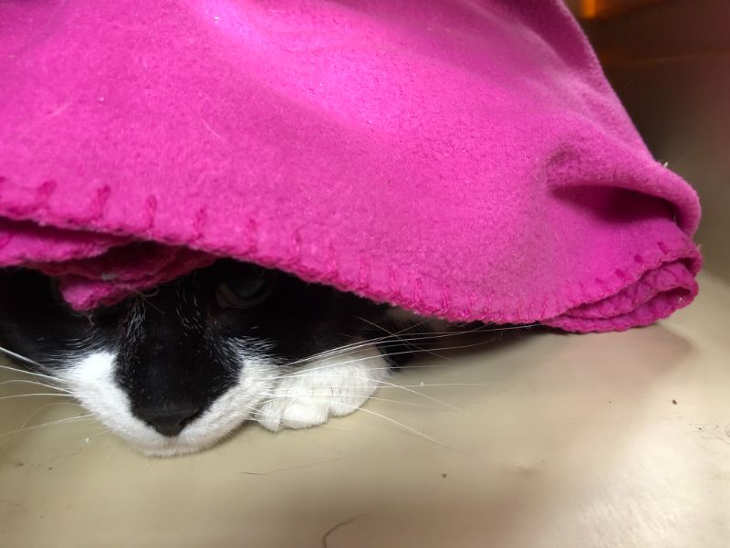 Cat Sleeping under blanket