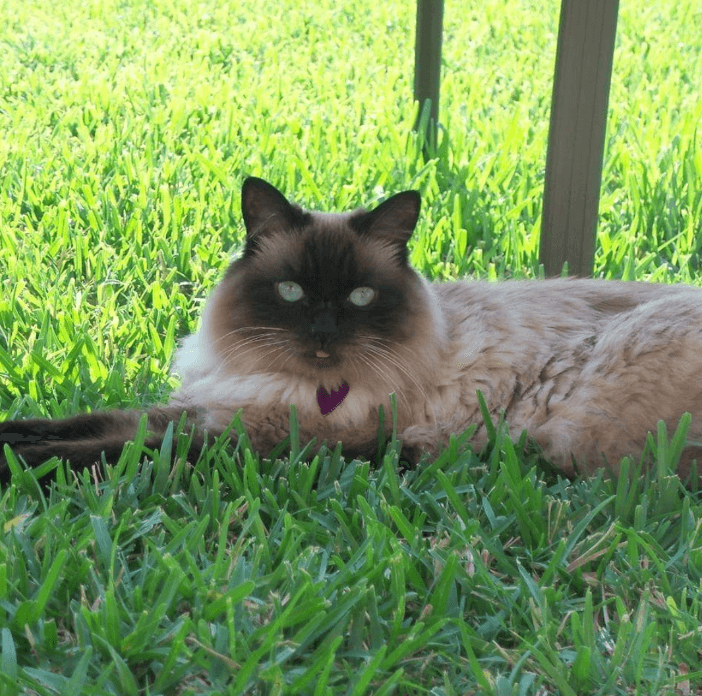 Brown cat sitting on grass ground