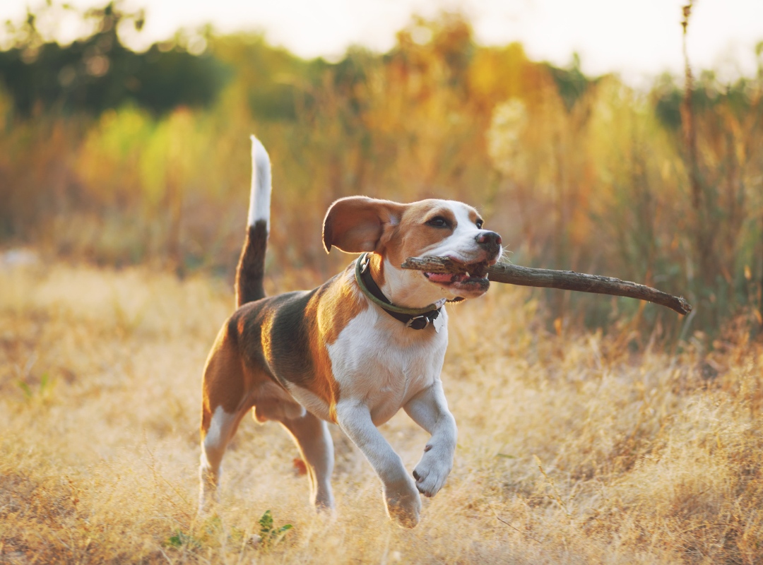 dog running with a stick in its mouth