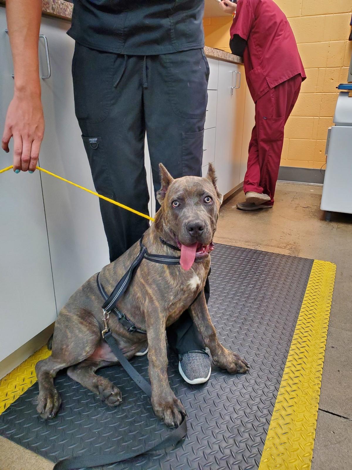 Brown Dog with Vet