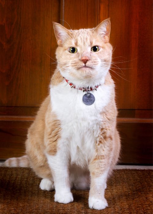 A cat is sitting on the floor