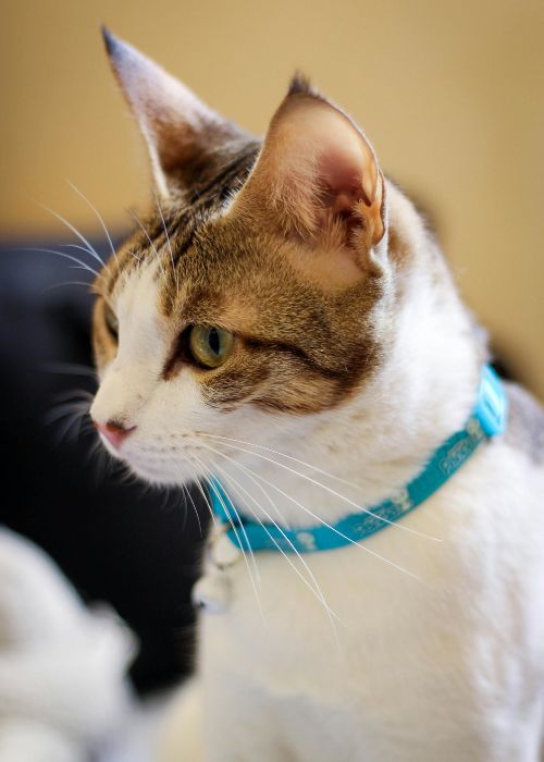 A cat wearing a collar