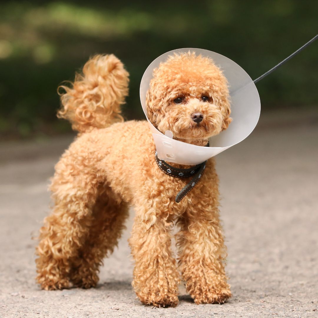 A dog is wearing collar after surgery