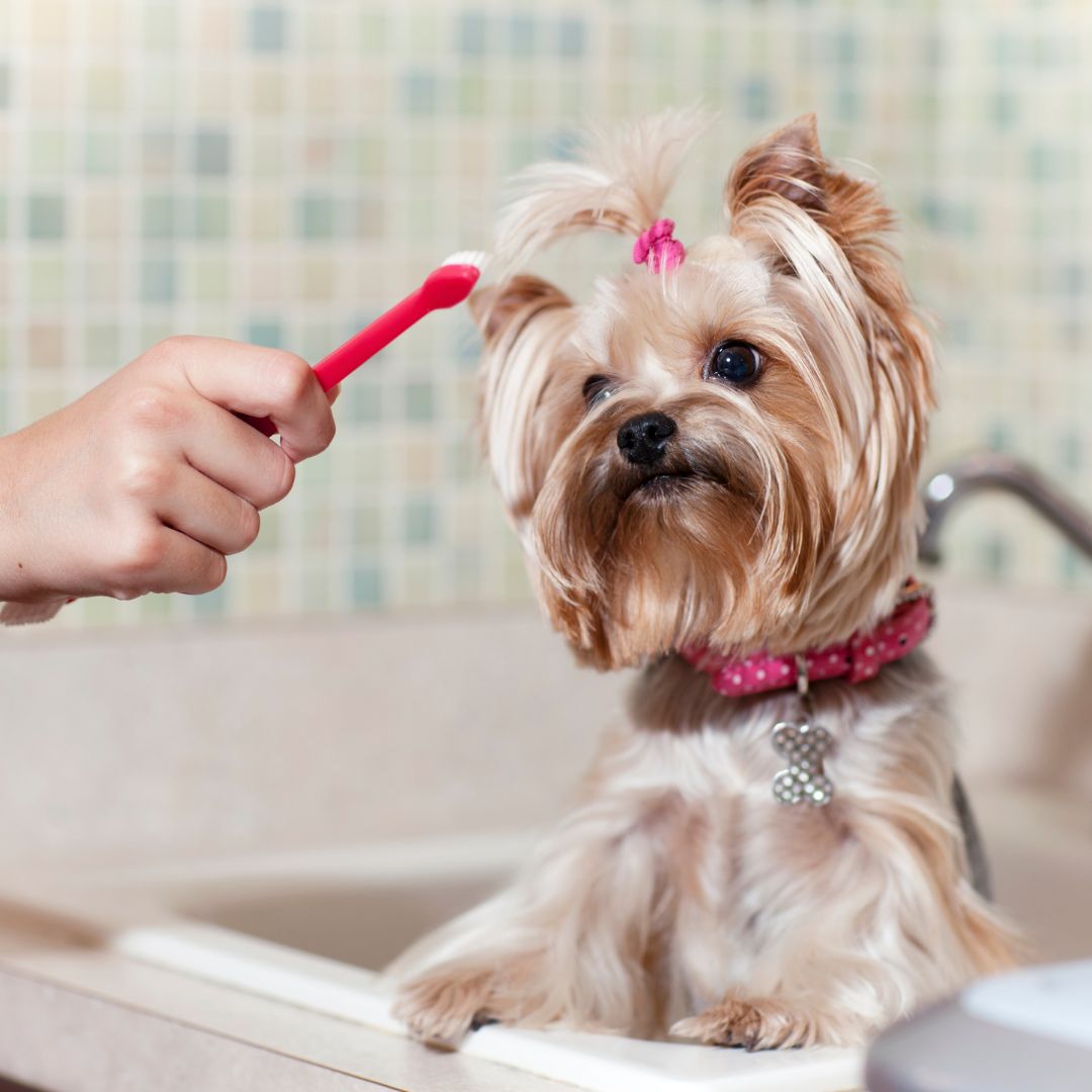 A person brushing dog's teeth