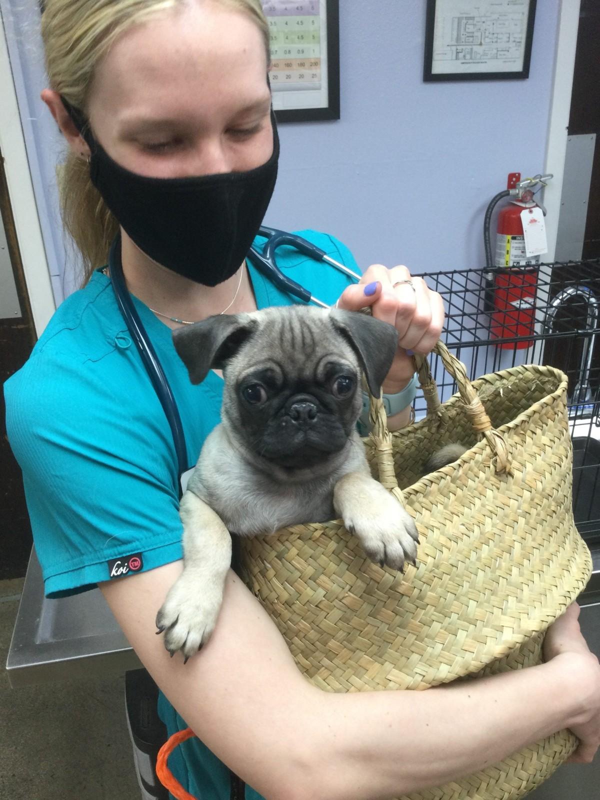 Puppy with Vet