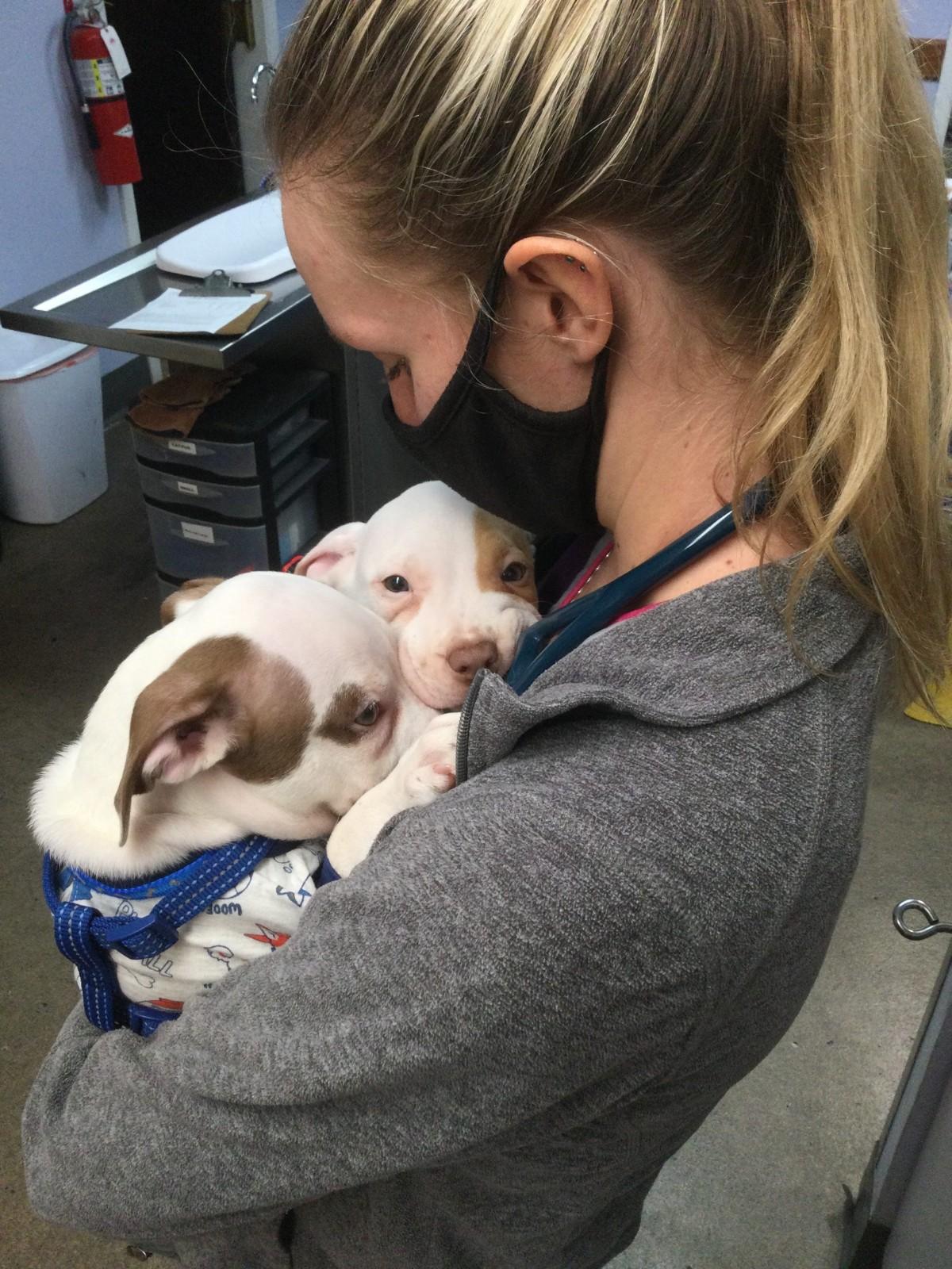 A vet is holding puppies