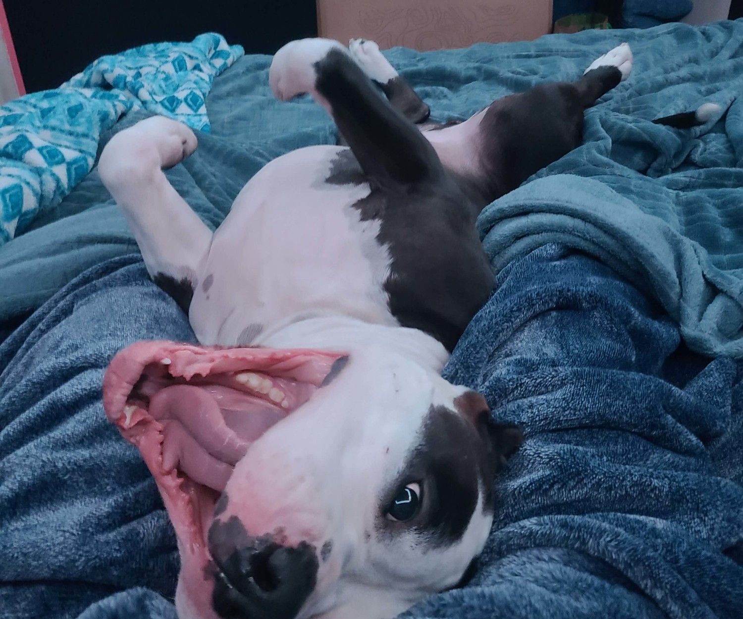 A dog is playing down on a bed