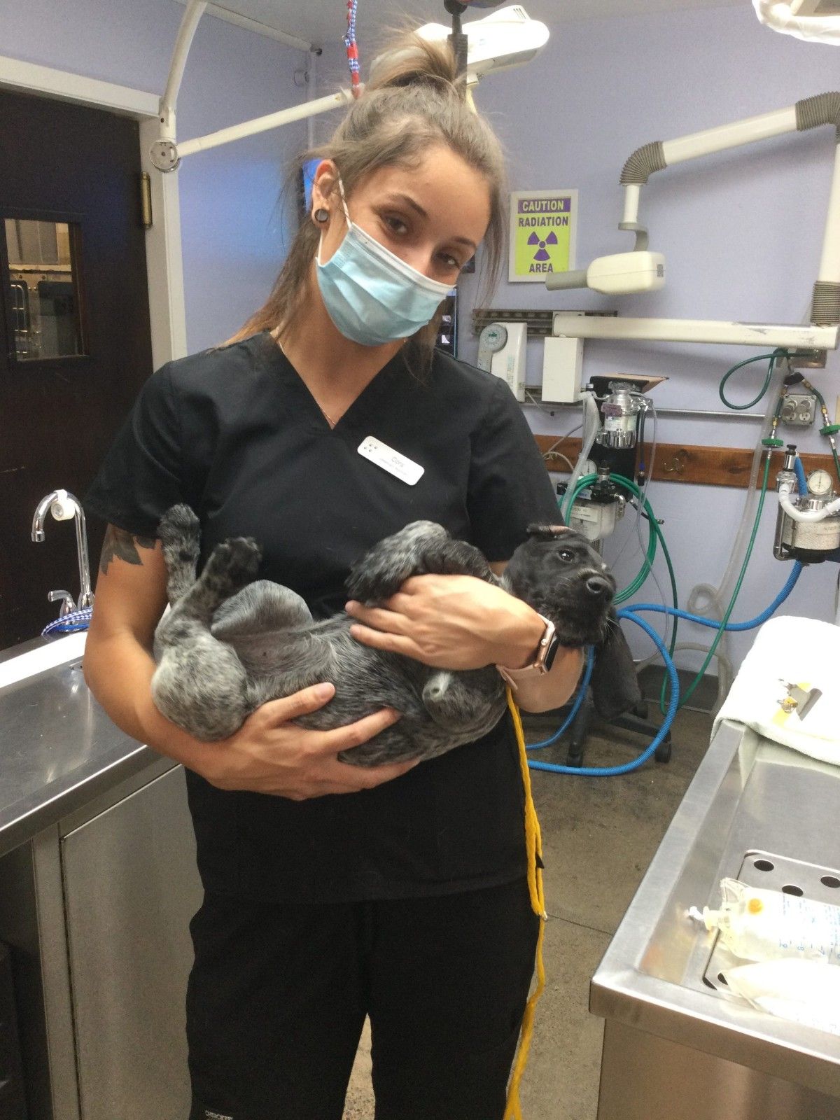 A vet is holding a dog