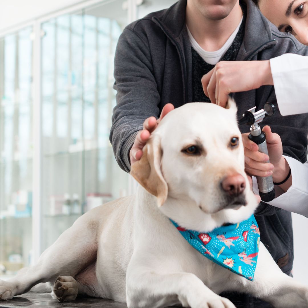 a vet checking ear of a dog