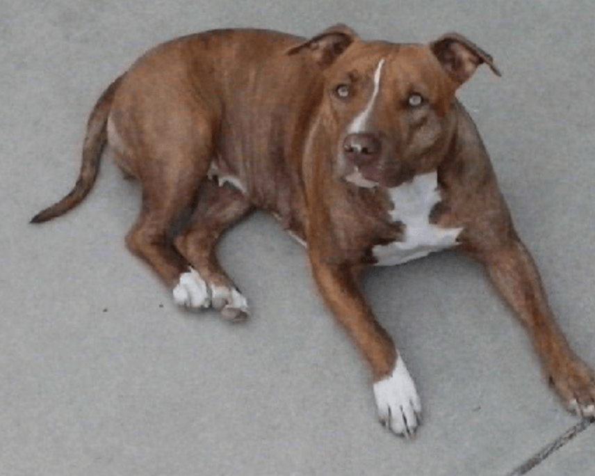 A dog is sitting on the street