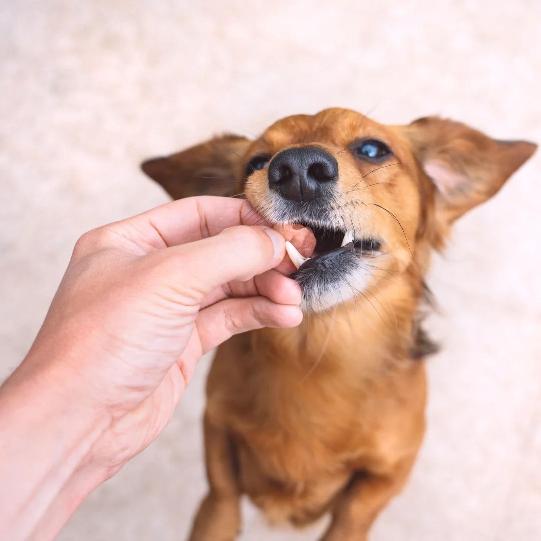 A brown dog is being given a pill by a human hand.