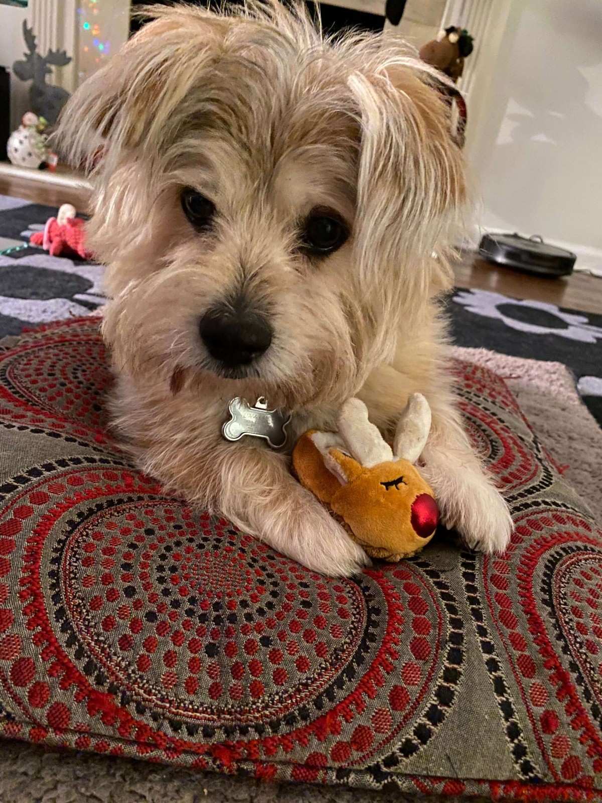 Puppy playing with teddy