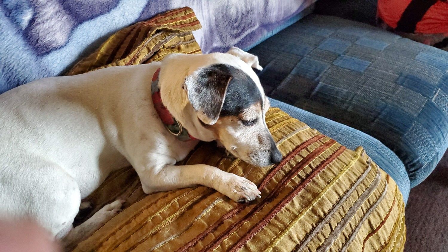 A dog is sitting on a sofa