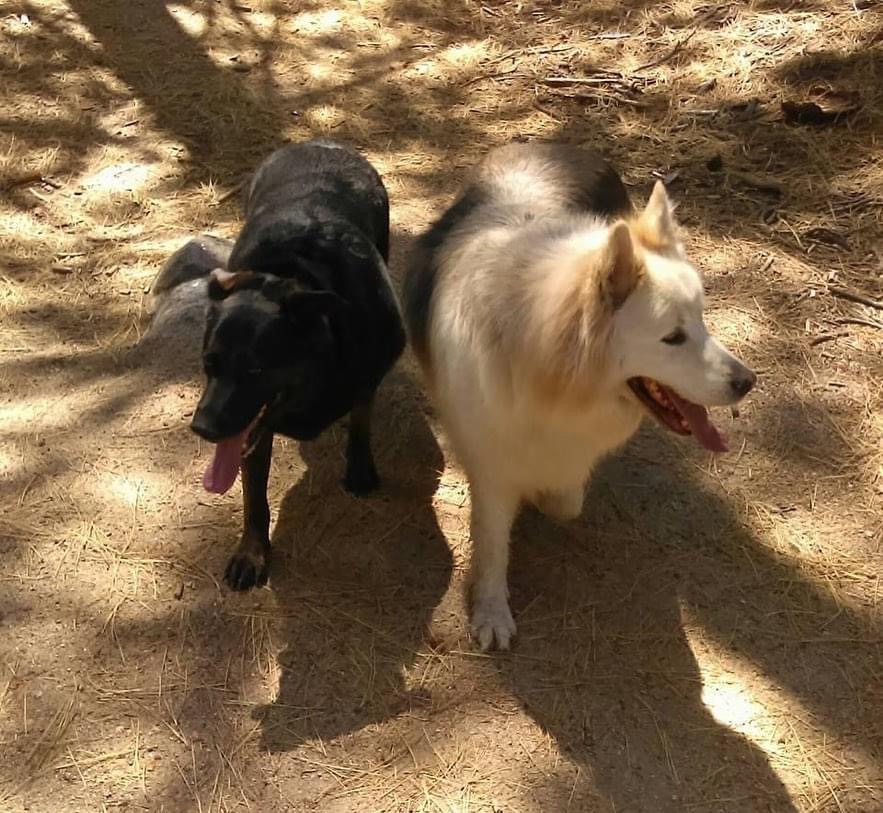 Black and Brown Dogs