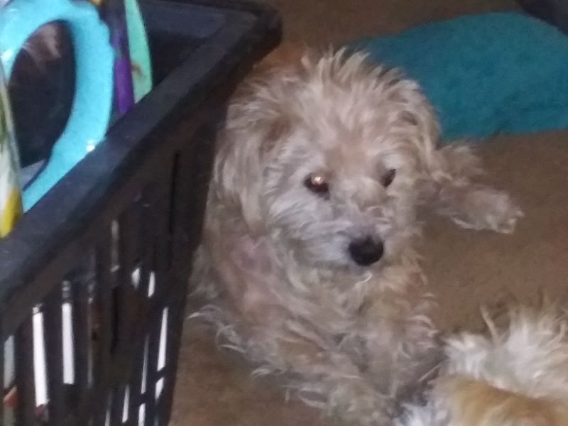 A dog is sitting on a bed