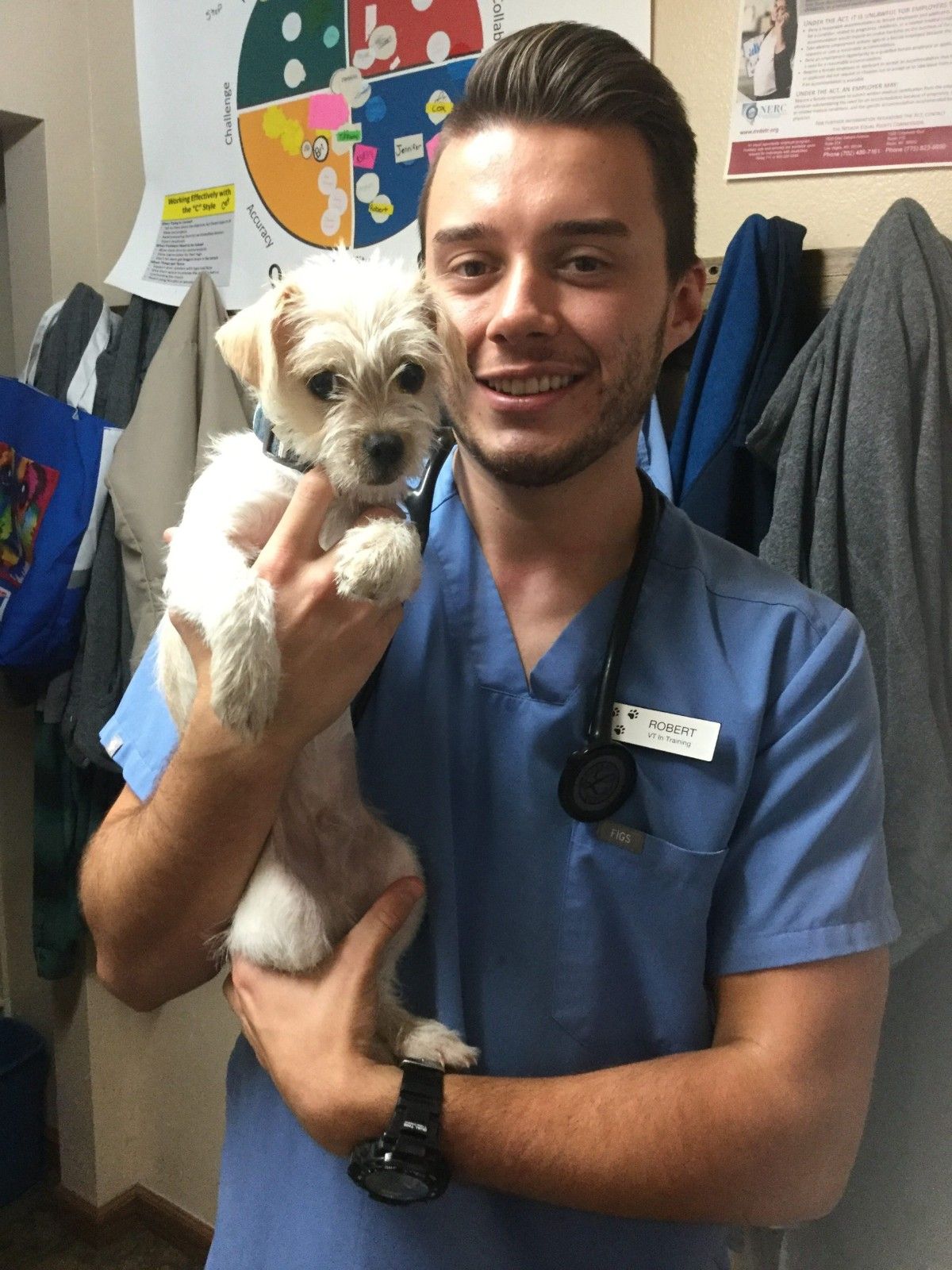 A vet is holding a puppy