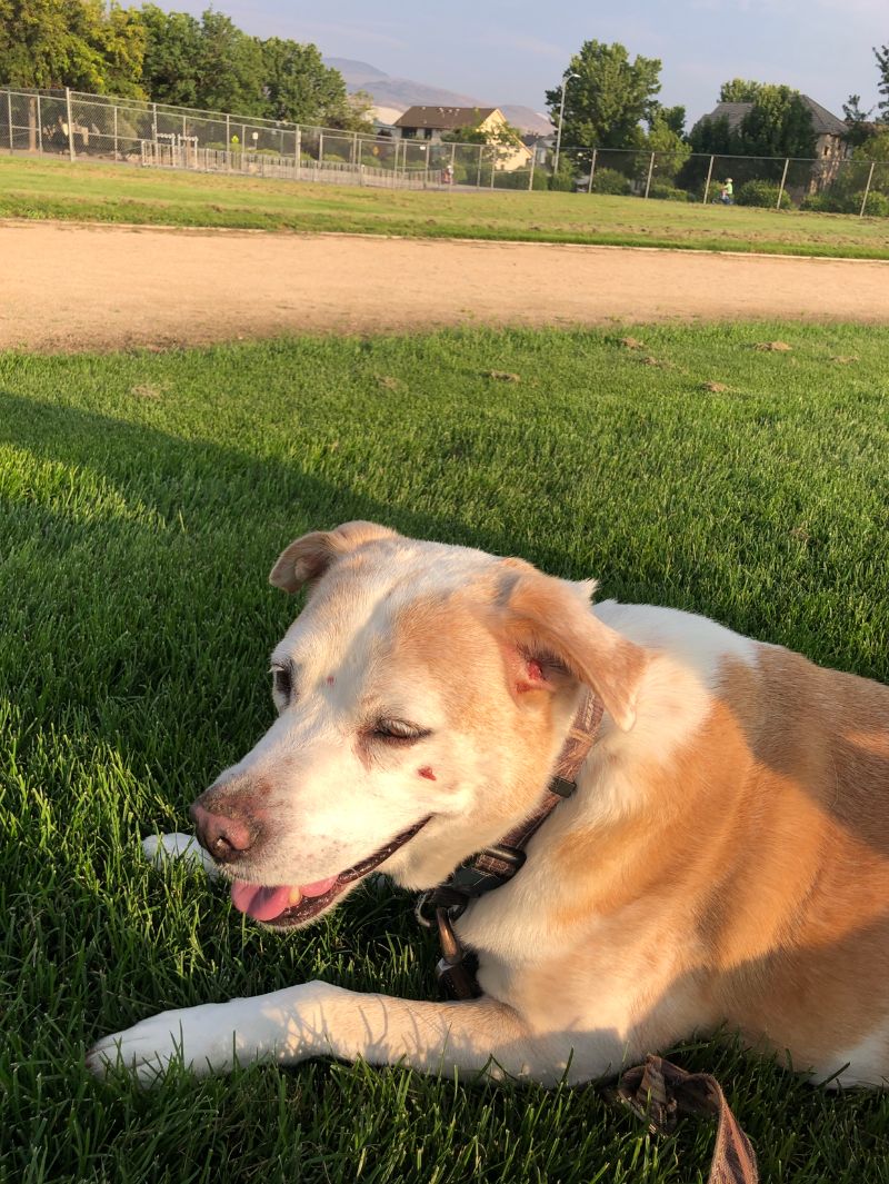 The dog is laying on green grass