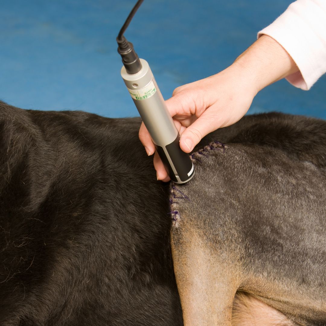 Veterinarian giving laser therapy to dog