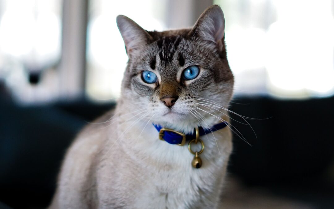 A cat with blue eyes rests on a plush couch