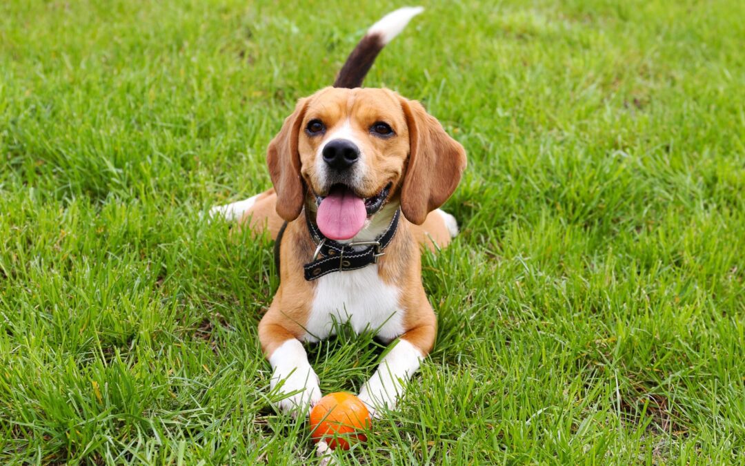 A beagle dog sits in lush green grass