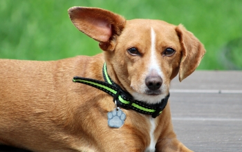 A dog with a collar is seated on a wooden deck