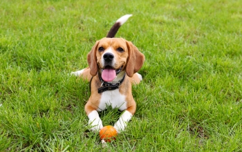 A beagle dog sits in lush green grass