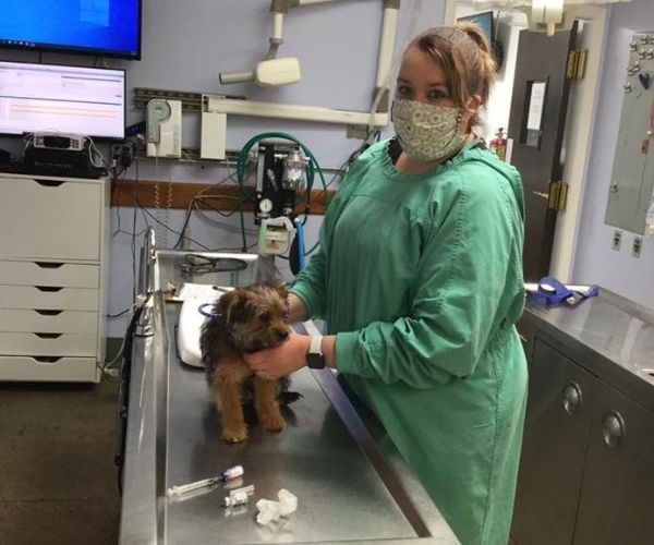 A vet is checking a puppy