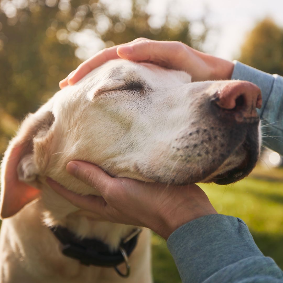 a person petting a dog