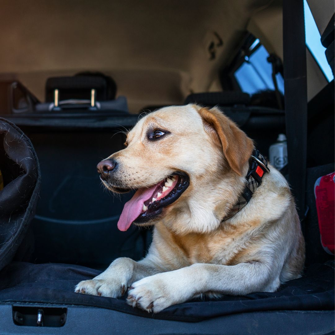 a dog lying on the car