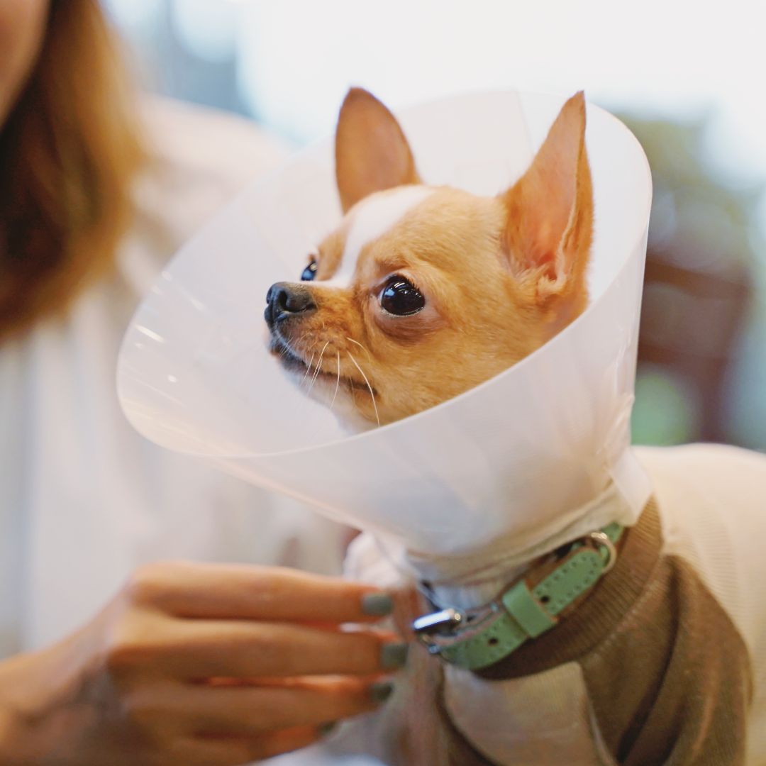 a dog wearing a cone on its head