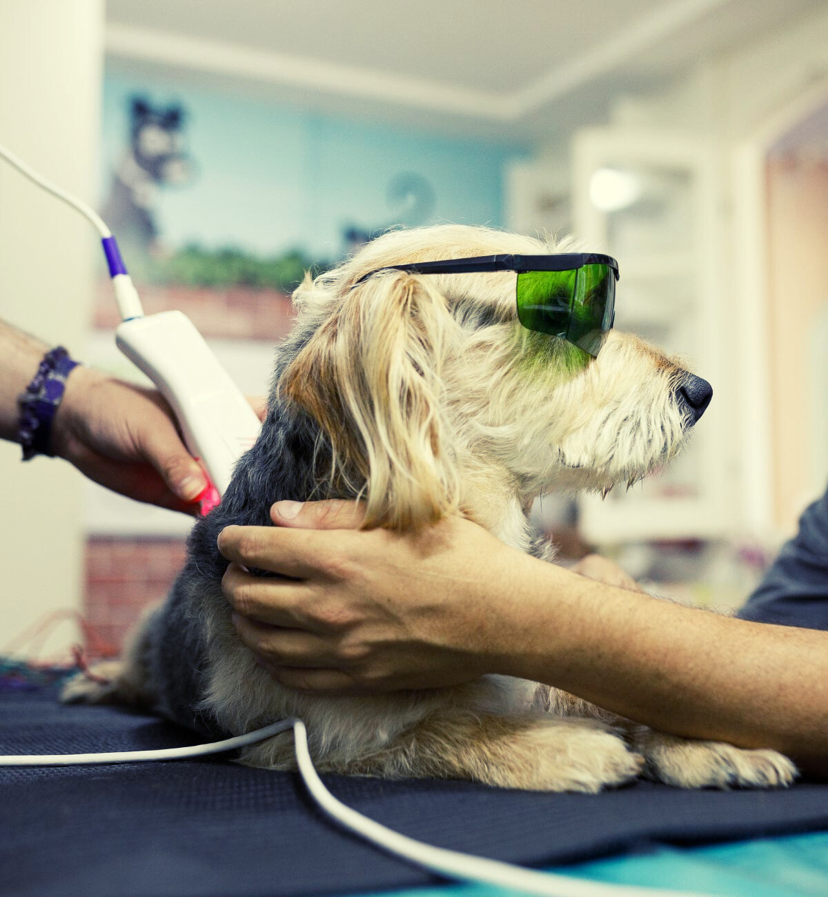 vet giving laser therapy to dog