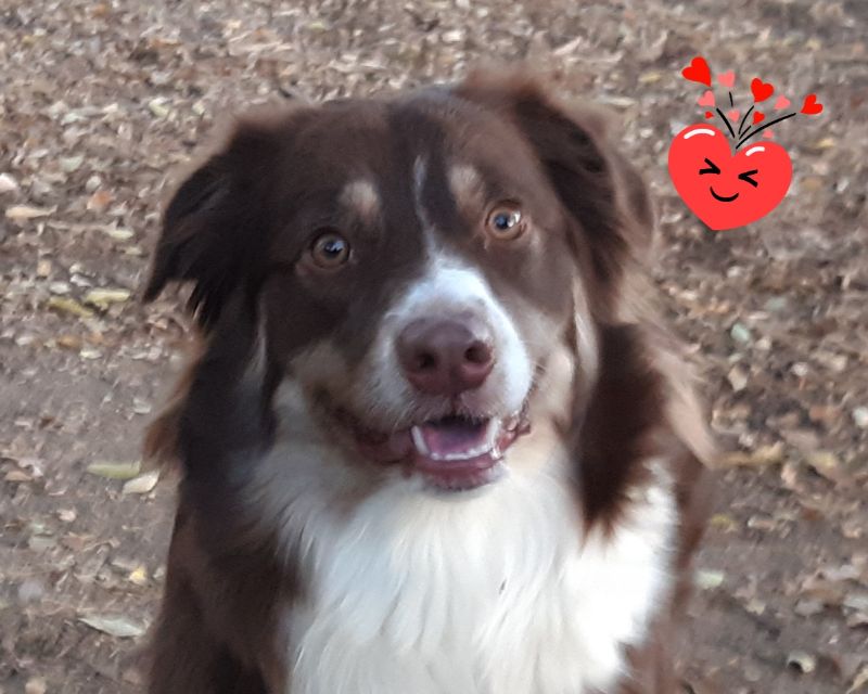 Brown and White Dog