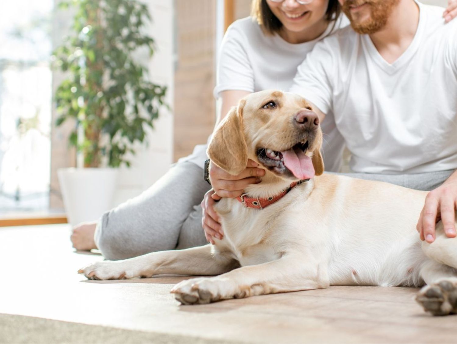 A dog with owner