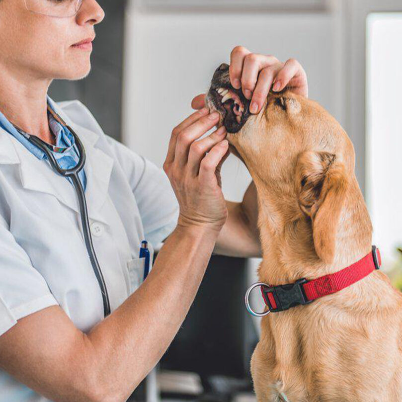 a vet examines a dog