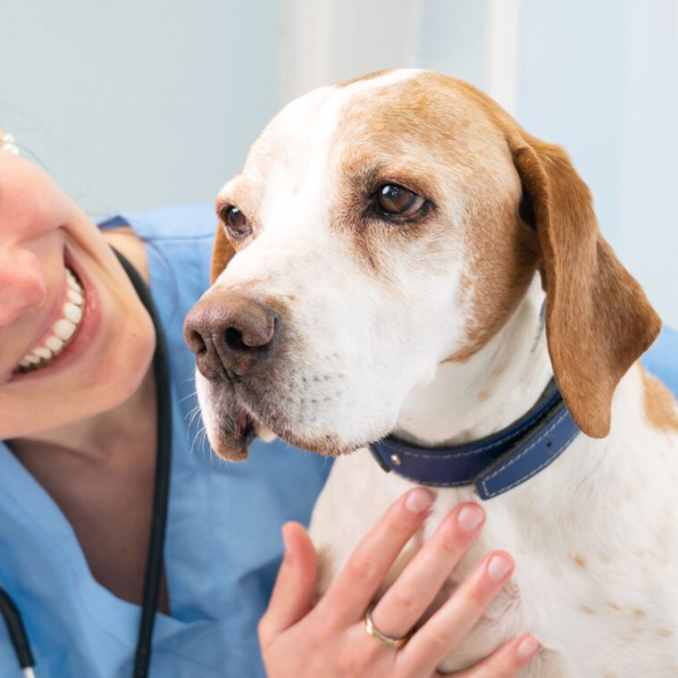 a veterinary nurse smiling while playing-with a dog