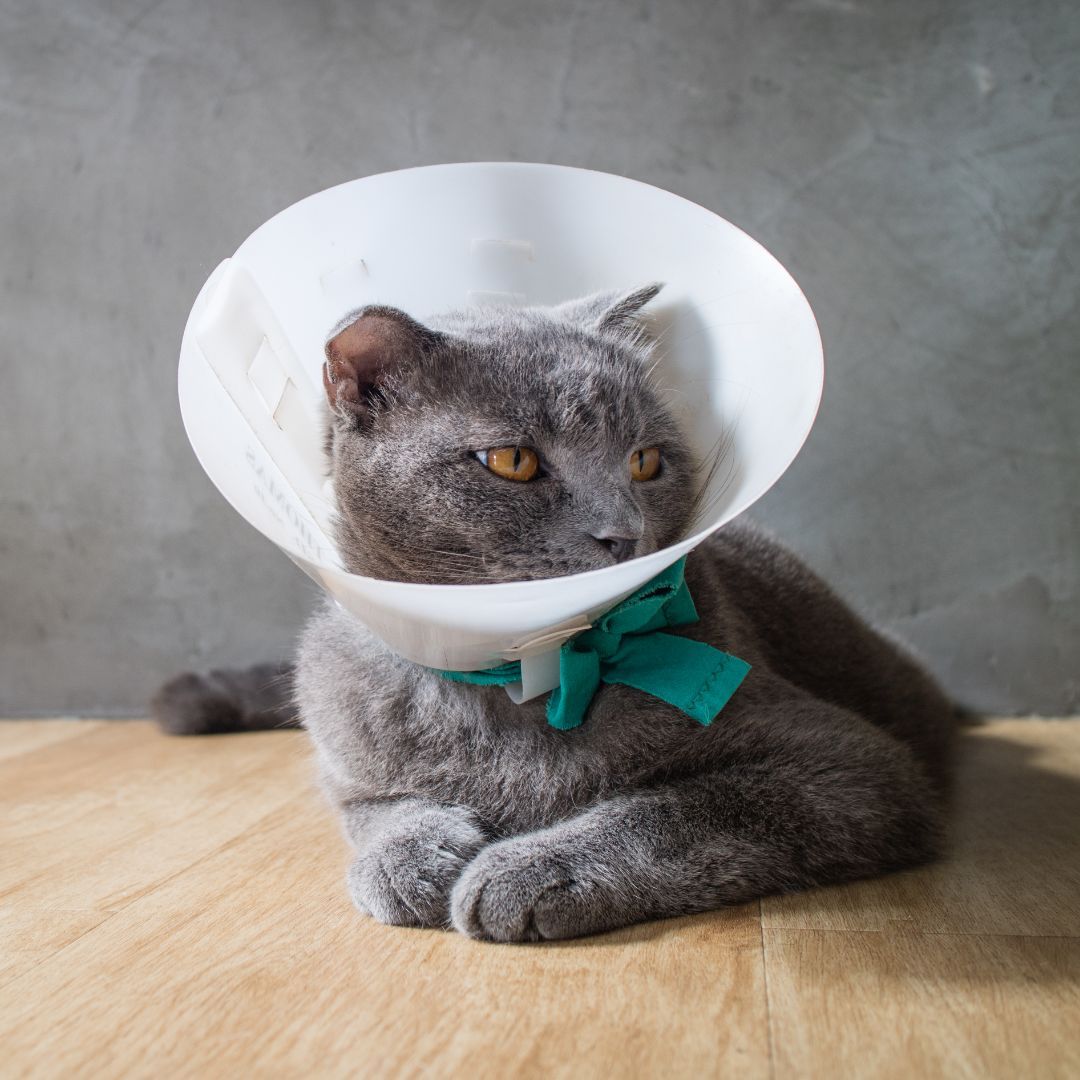 A cat in surgical cone