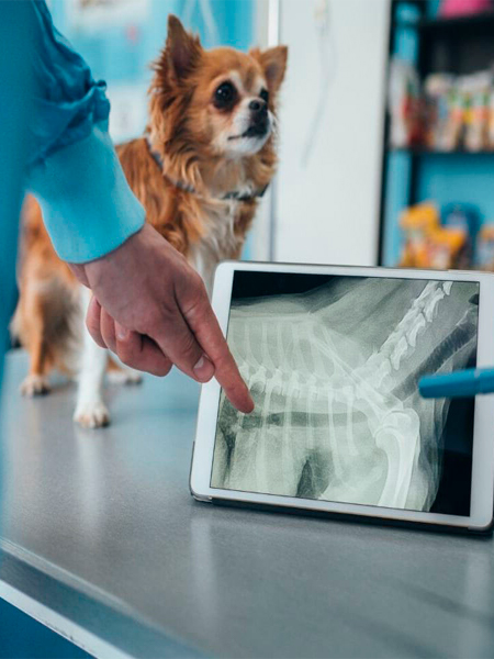 Dog Digital Xray