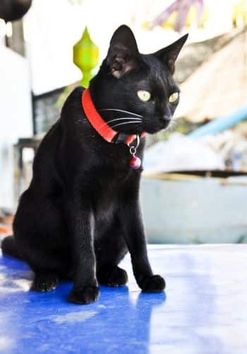 A black cat sitting on floor